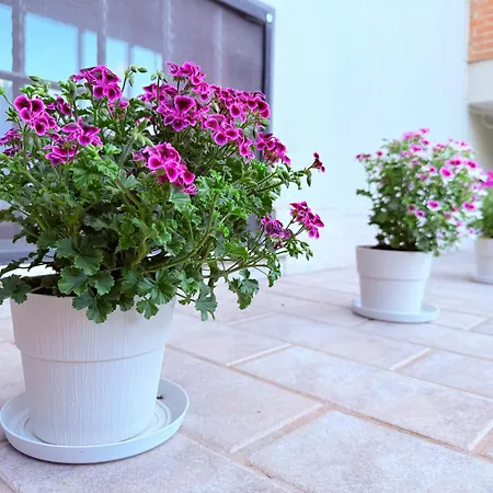 La Fenice - Fiumicino