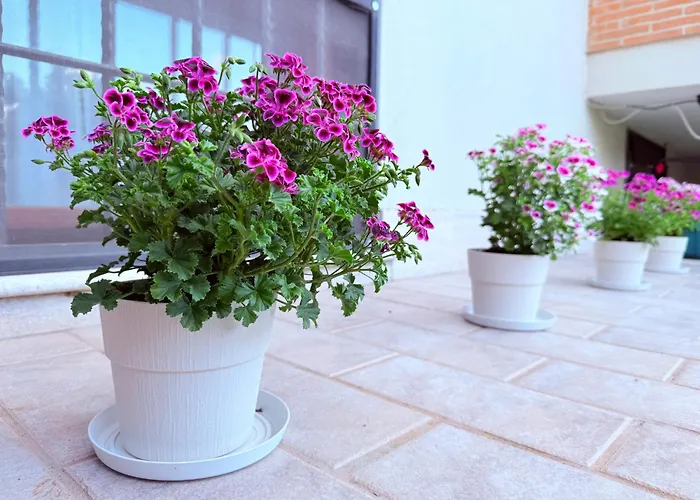 La Fenice - Fiumicino